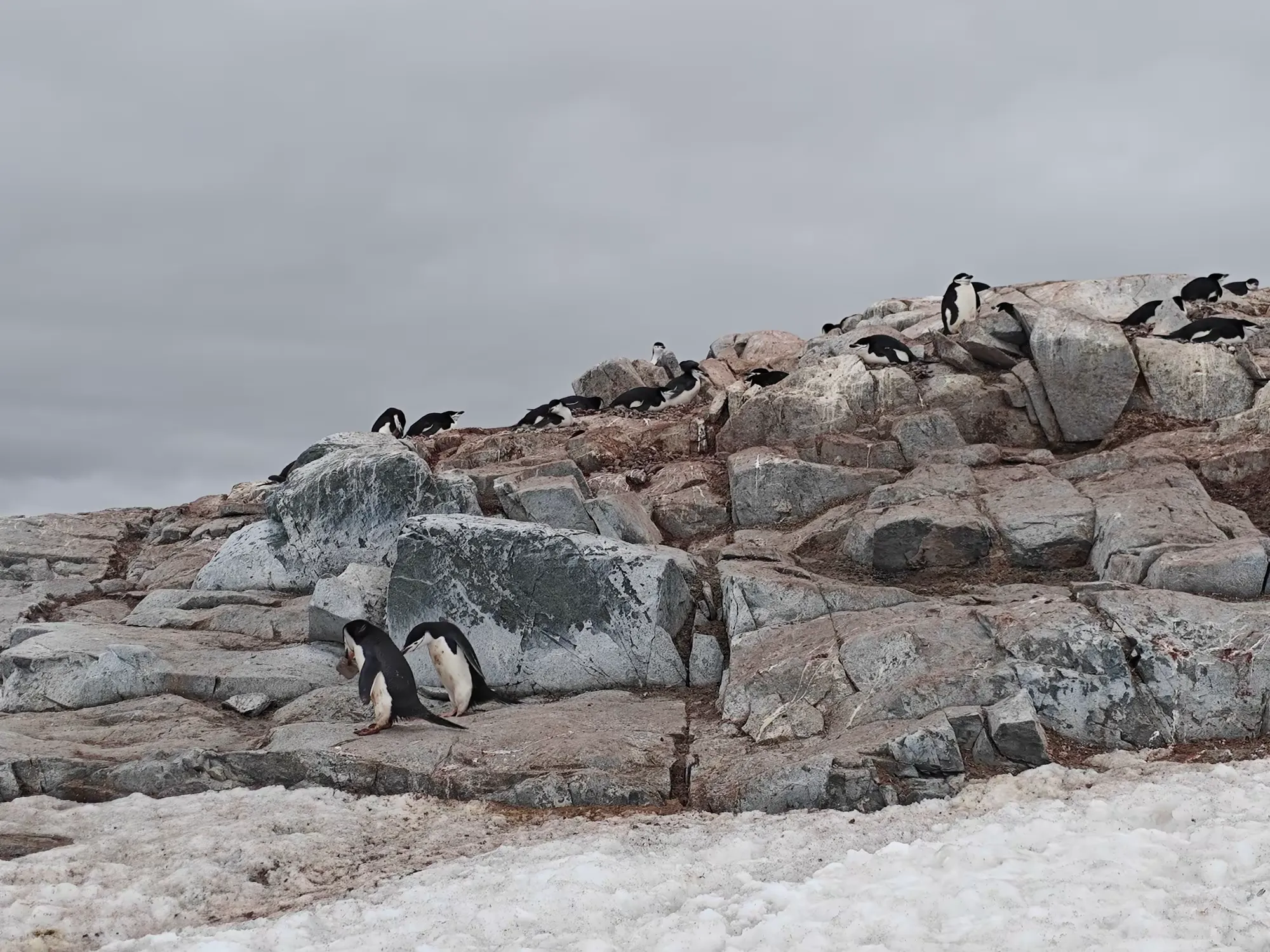 美洲和南极游（十）—— 登陆海豹岩