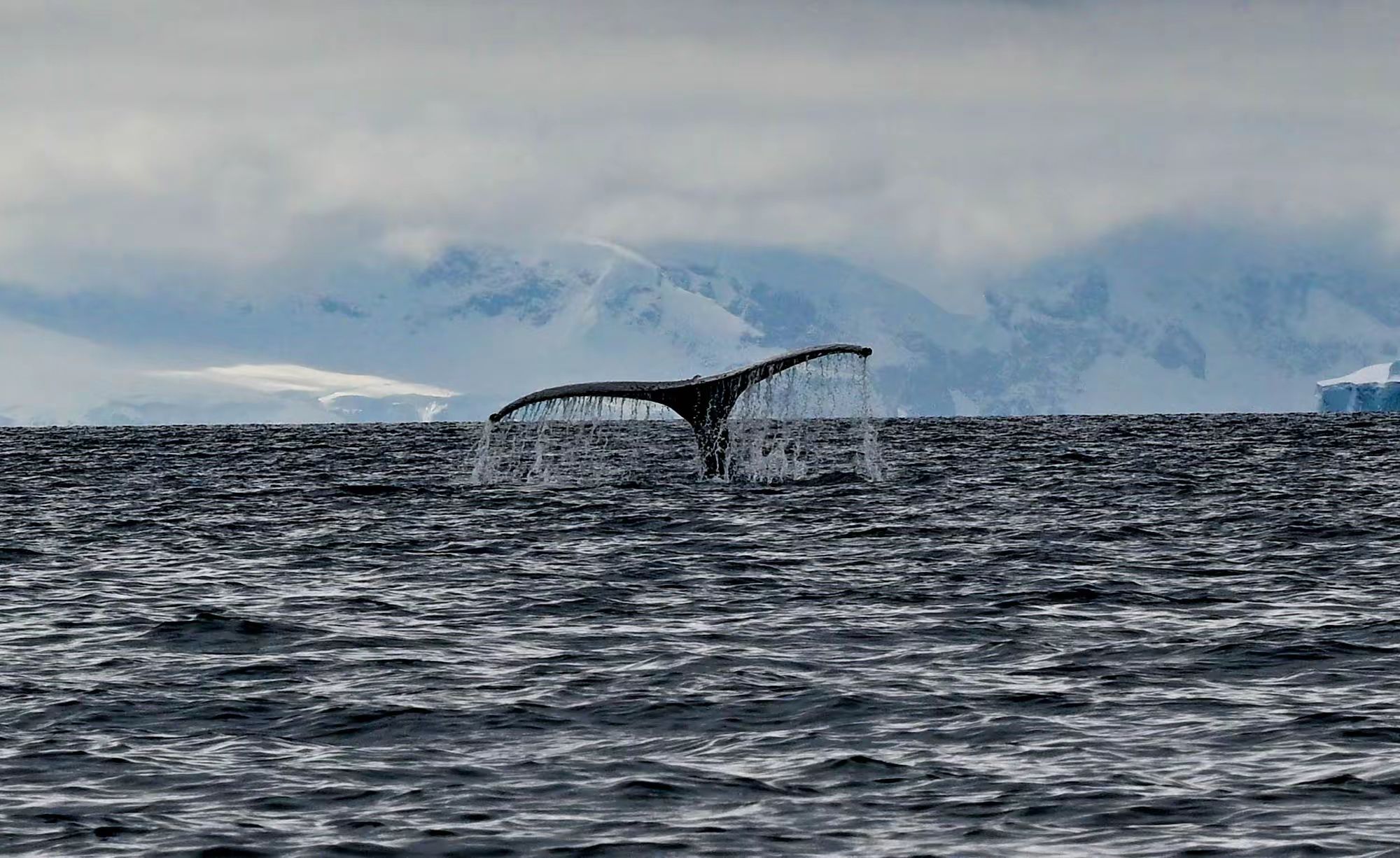 美洲和南极游（九）—— 登上南极大陆