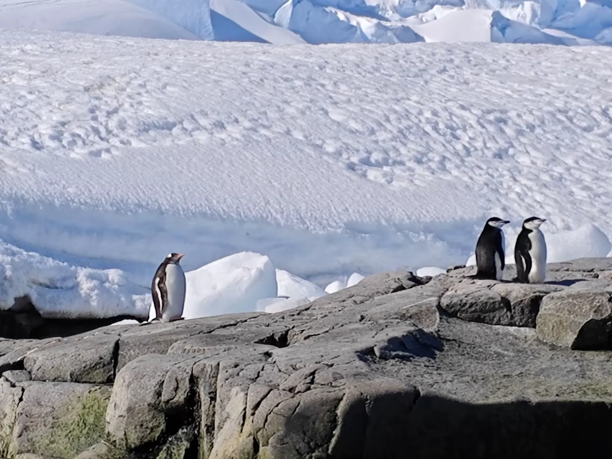 简篇-美洲和南极游(八)—— 浮冰和冰山