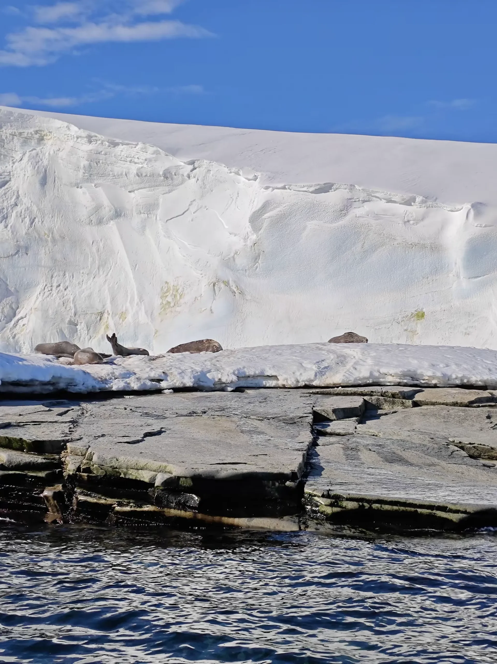 简篇-美洲和南极游(八)—— 浮冰和冰山