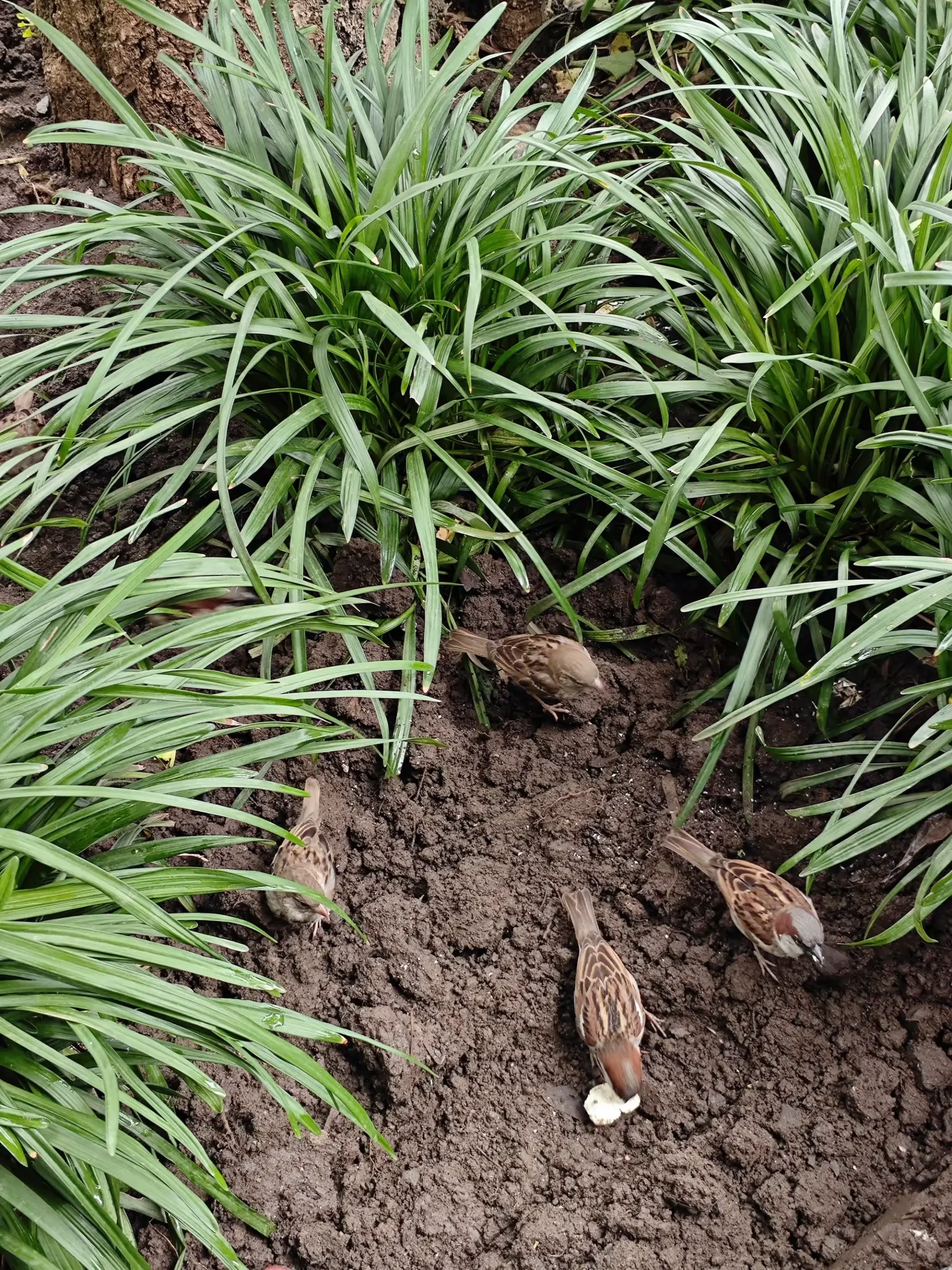 简篇-美洲和南极游(13)—— 圣地亚哥