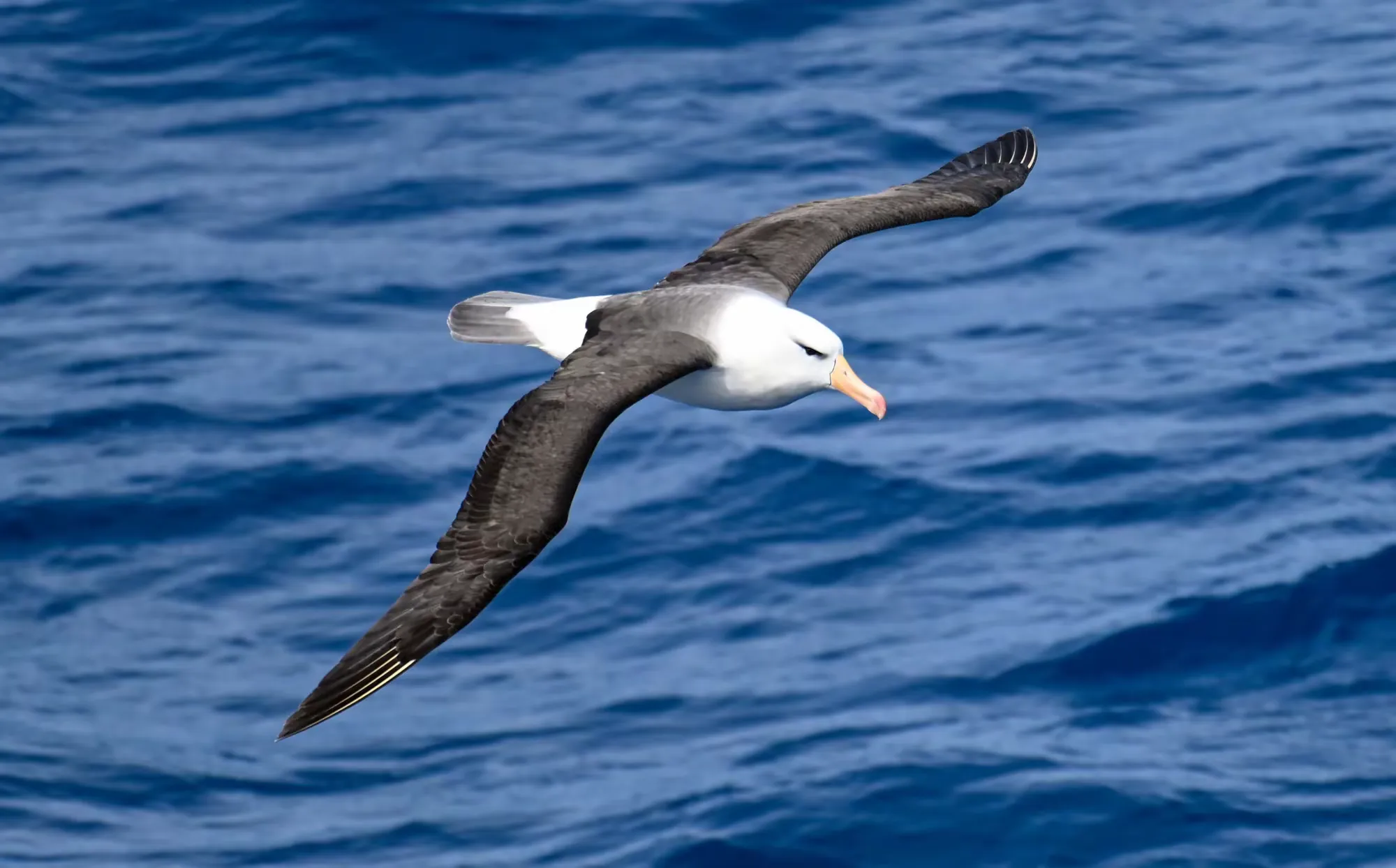 美洲和南极游（12）—— 遭意外勇闯德雷克