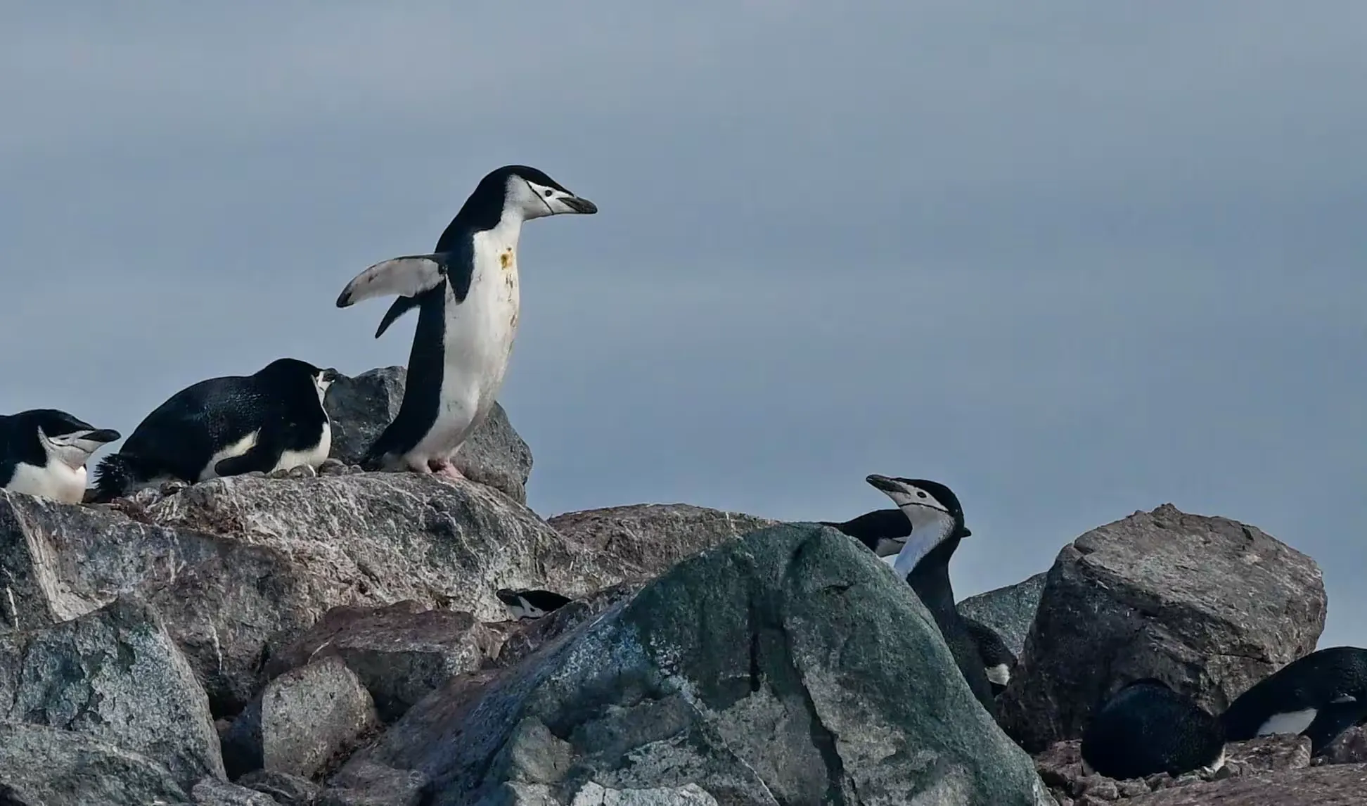 美洲和南极游（十）—— 登陆海豹岩