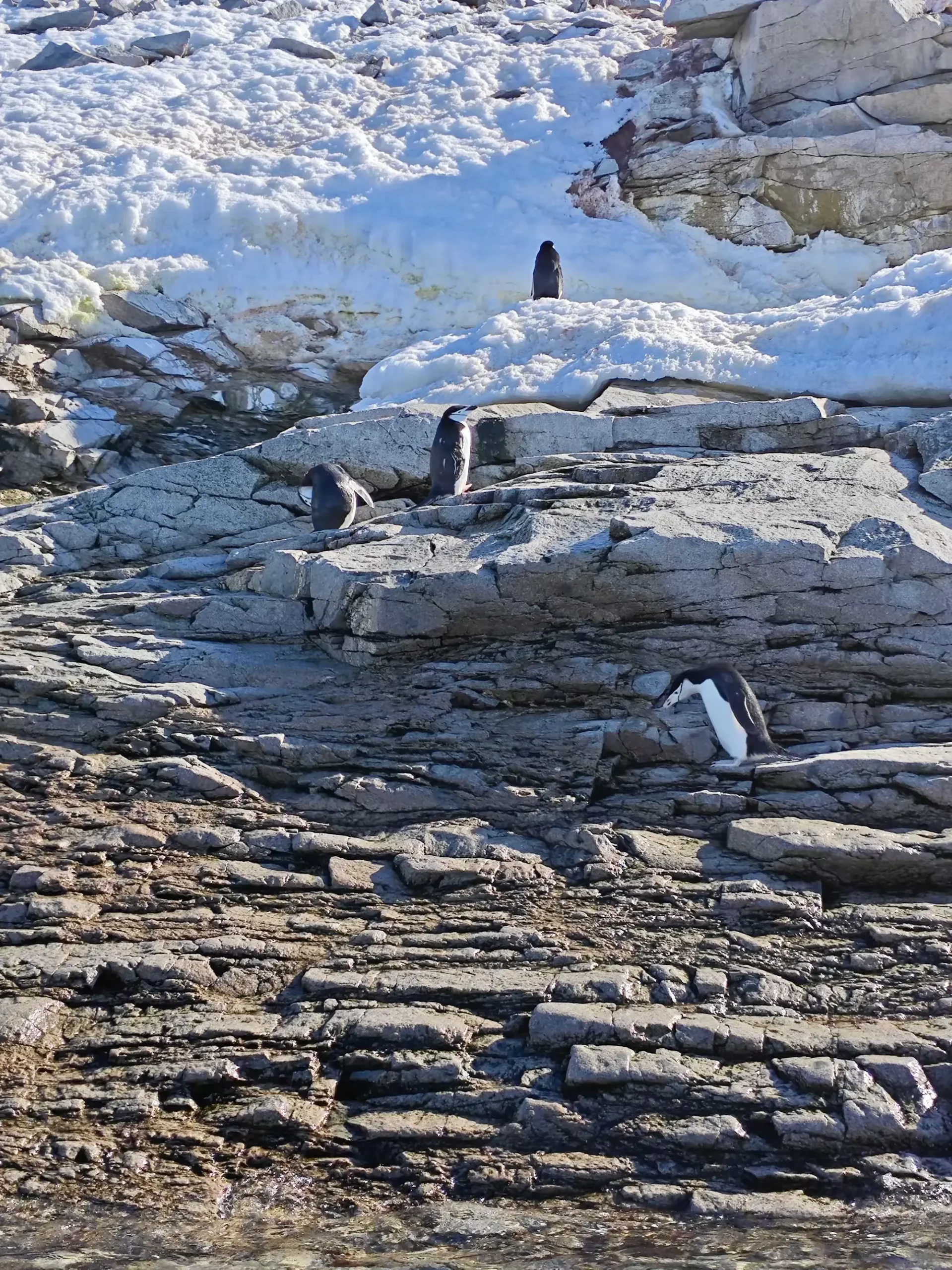简篇-美洲和南极游(八)—— 浮冰和冰山