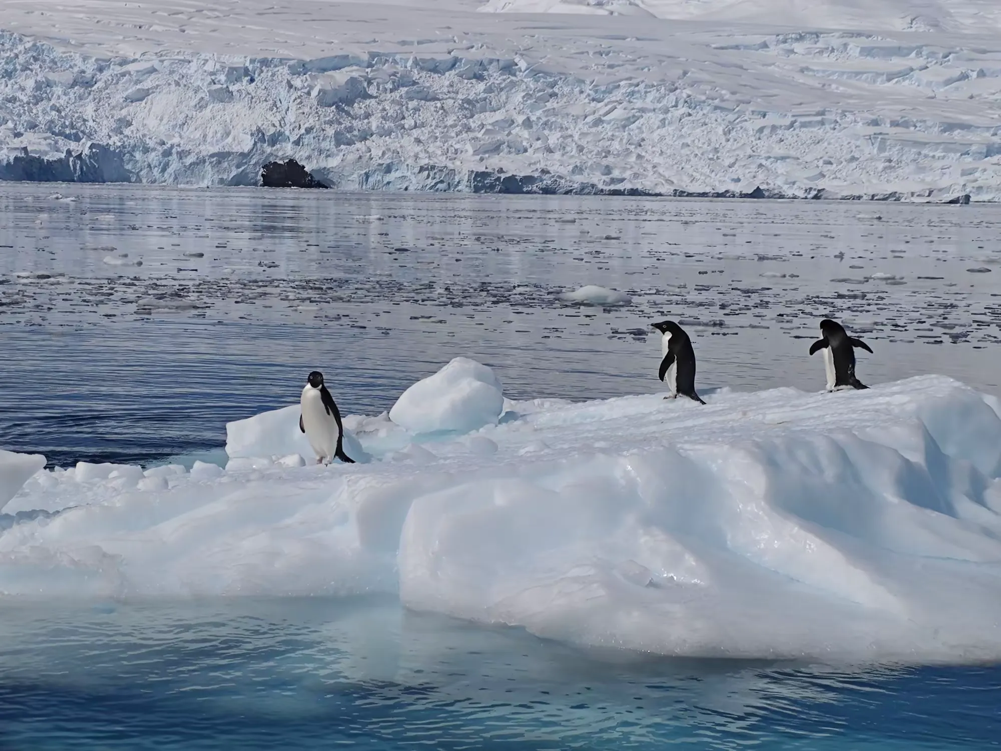 简篇-美洲和南极游(八)—— 浮冰和冰山