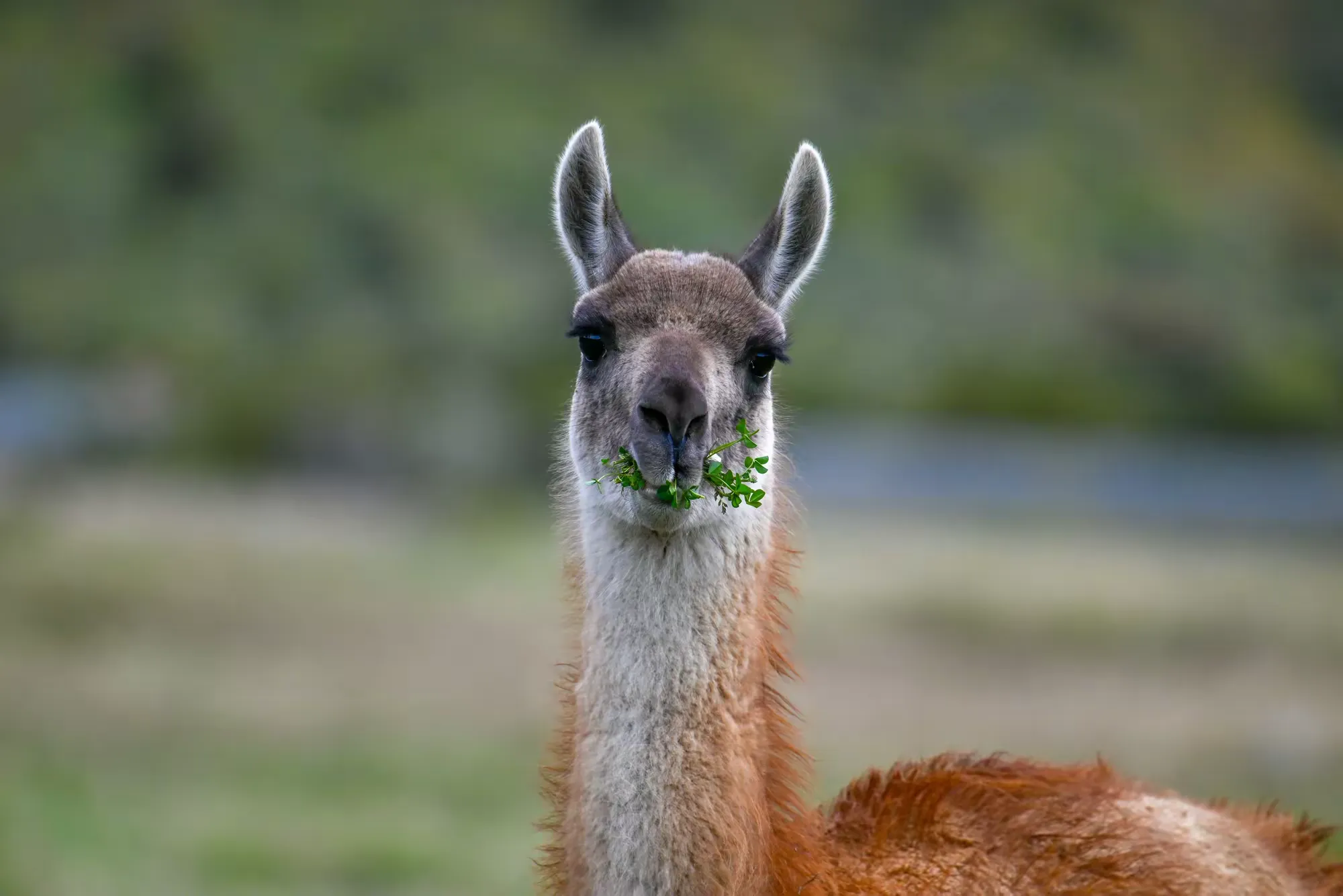 美洲和南极游（五）—— 智利百内国家公园（下）