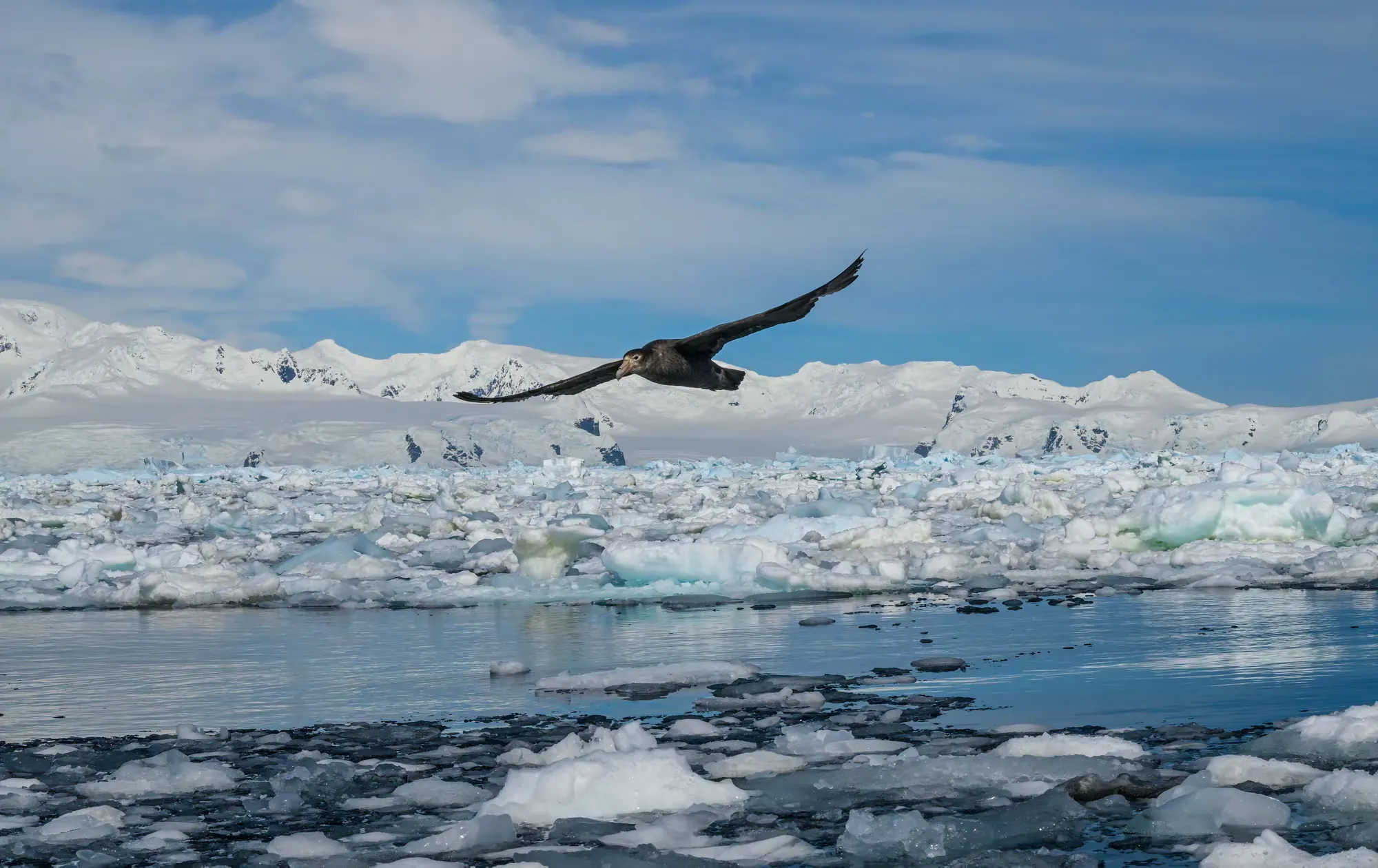 简篇-美洲和南极游(八)—— 浮冰和冰山