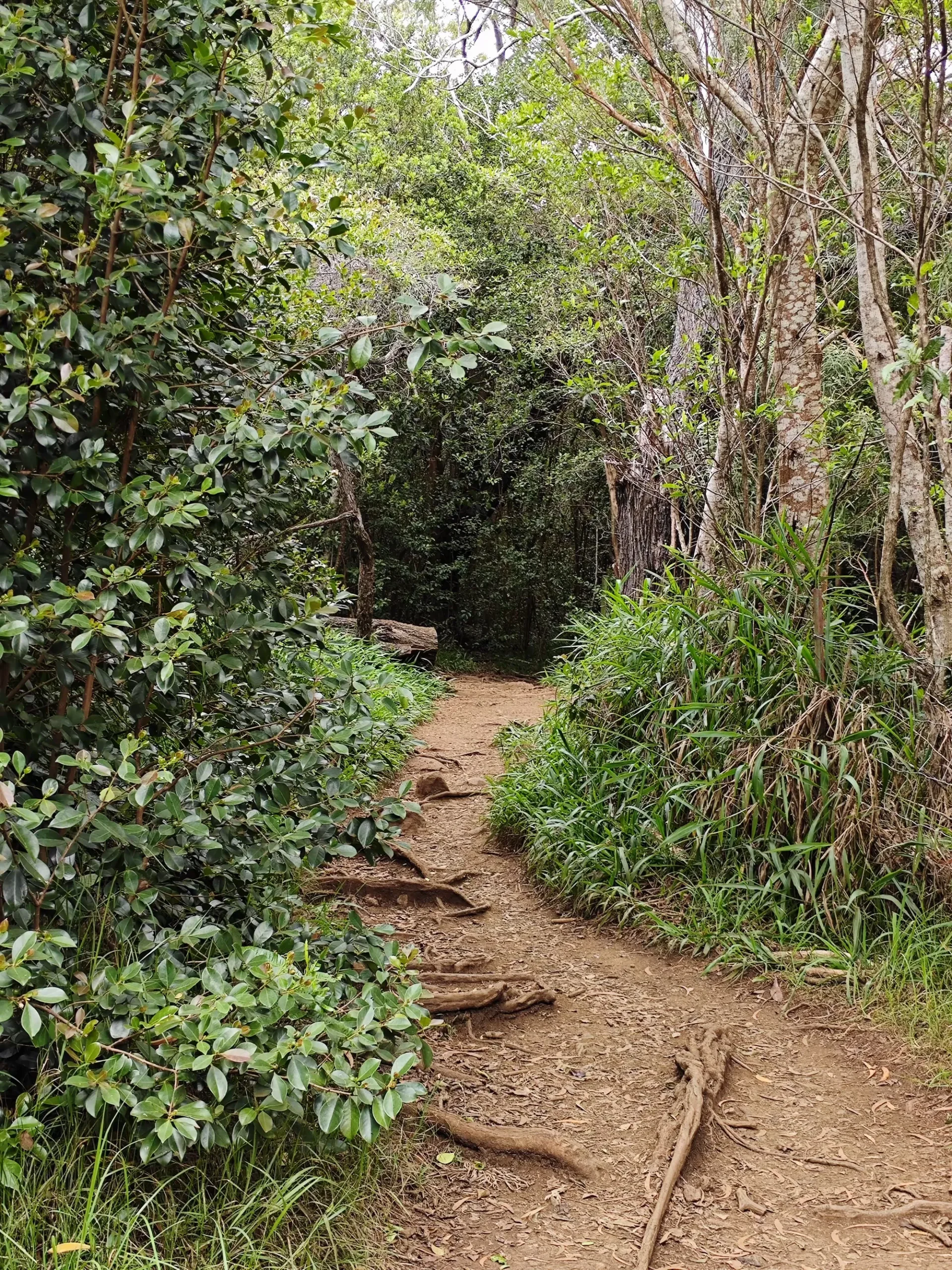 简篇-夏威夷自由行(一)—— 可爱岛威美亚峡谷