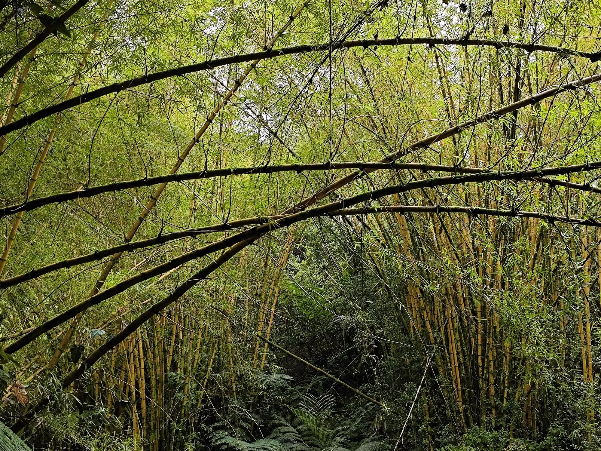 简篇-夏威夷自由行(八)—— 瀑布公园中的热带雨林