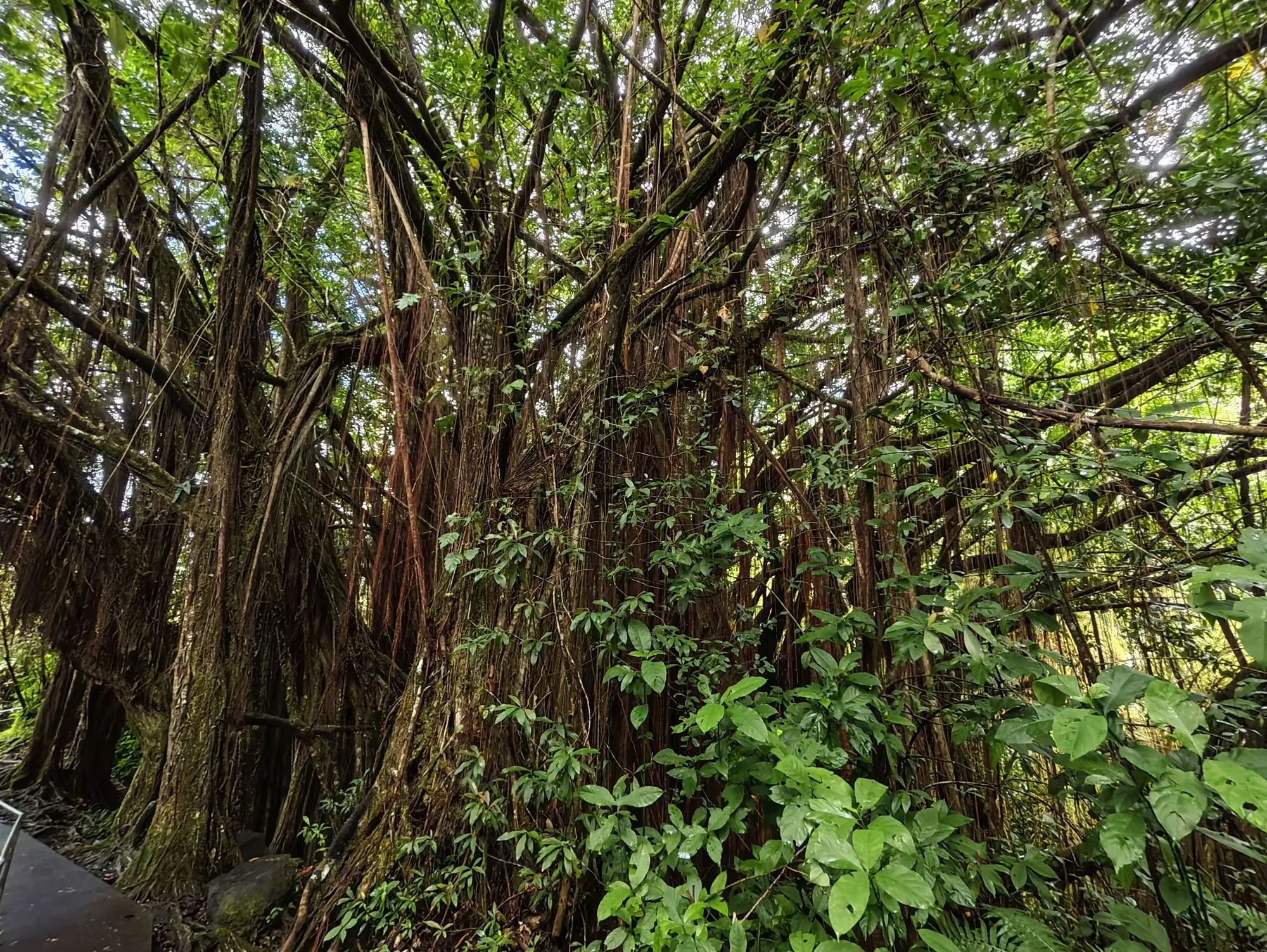 简篇-夏威夷自由行(八)—— 瀑布公园中的热带雨林