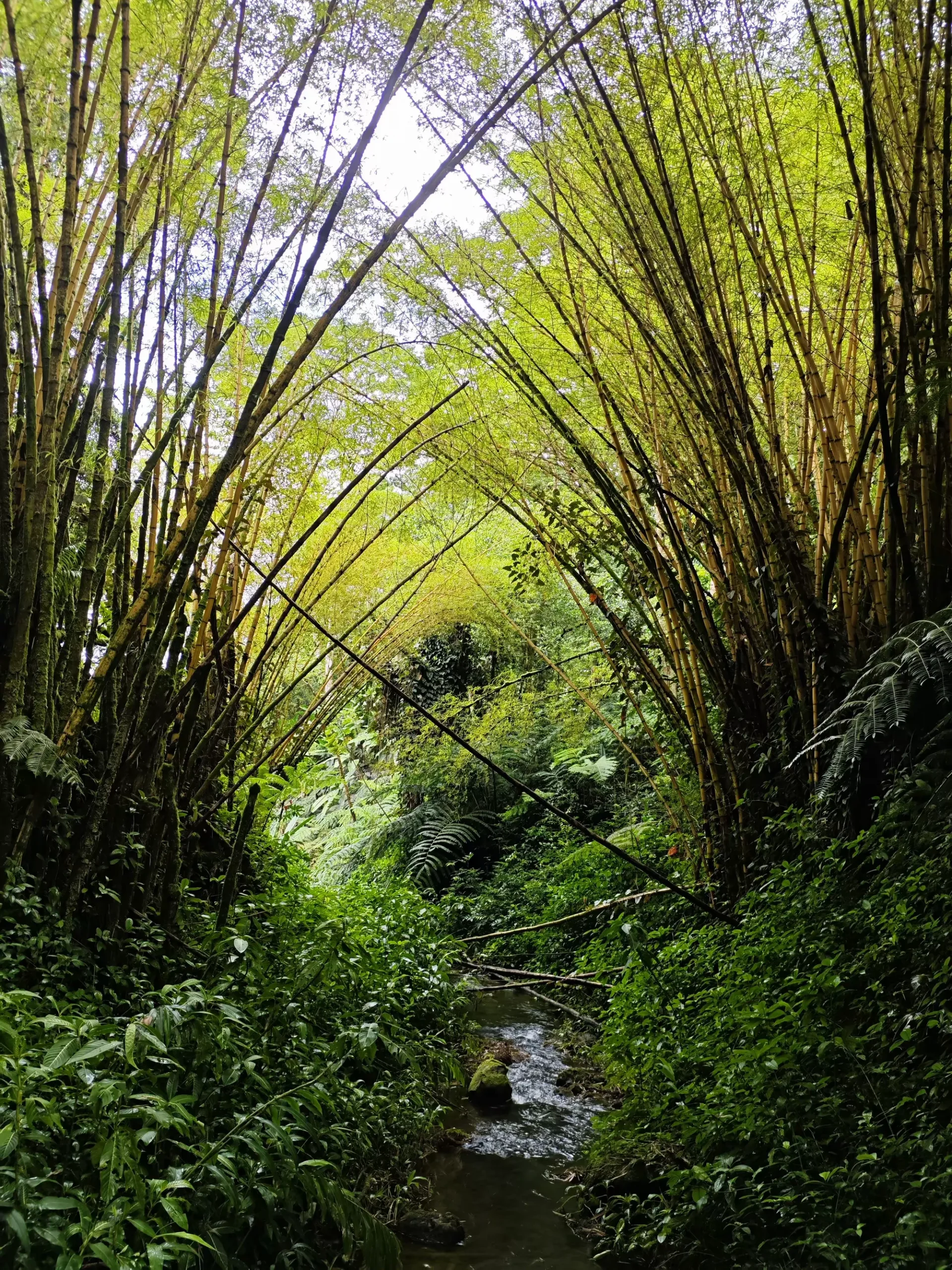 简篇-夏威夷自由行(八)—— 瀑布公园中的热带雨林