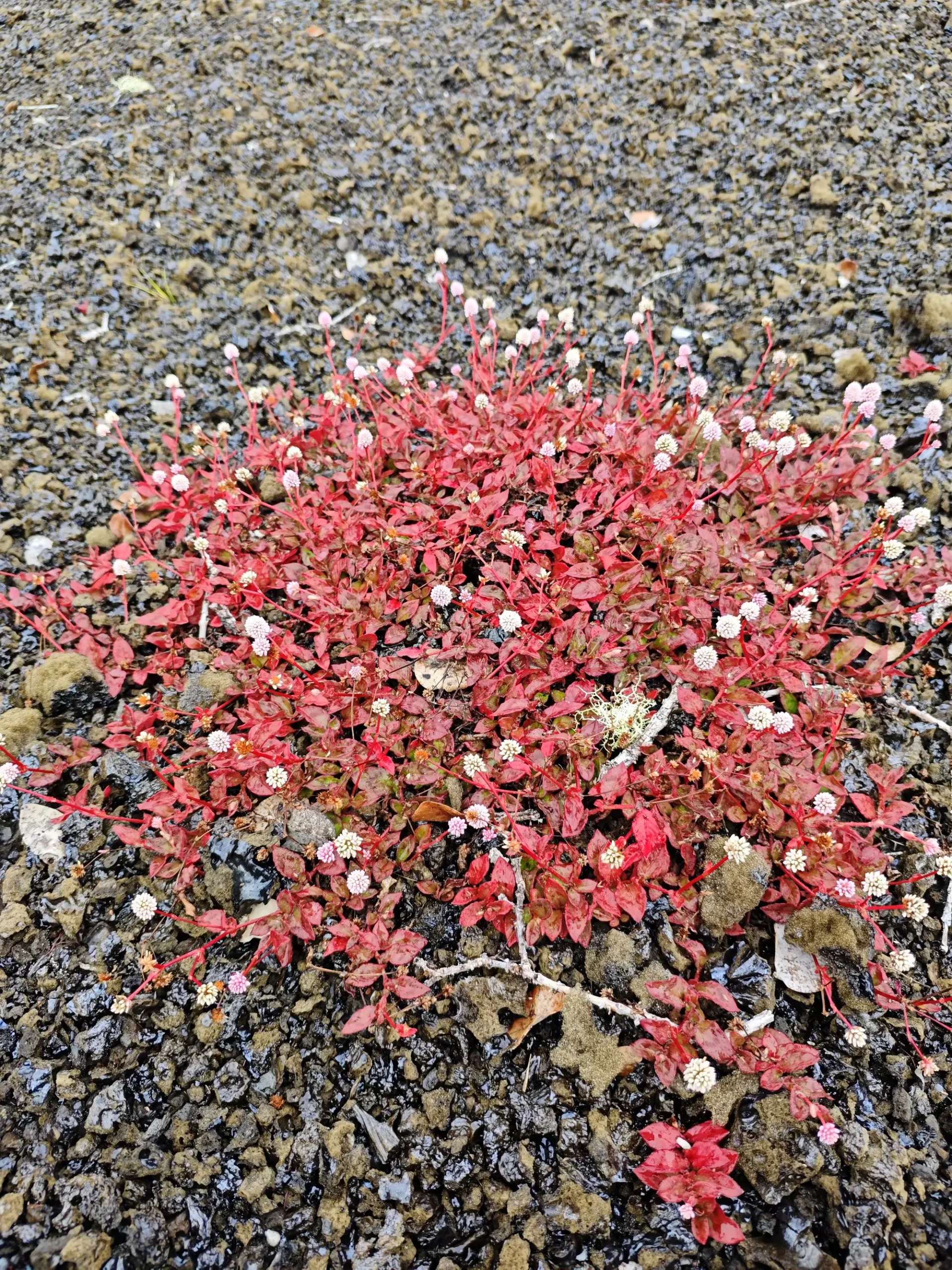 简篇-夏威夷自由行(九)—— 火山公园