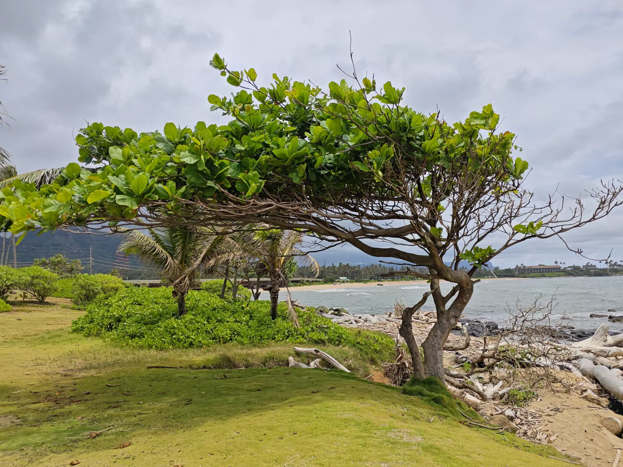 夏威夷自由行（五） —— 大岛的历史公园